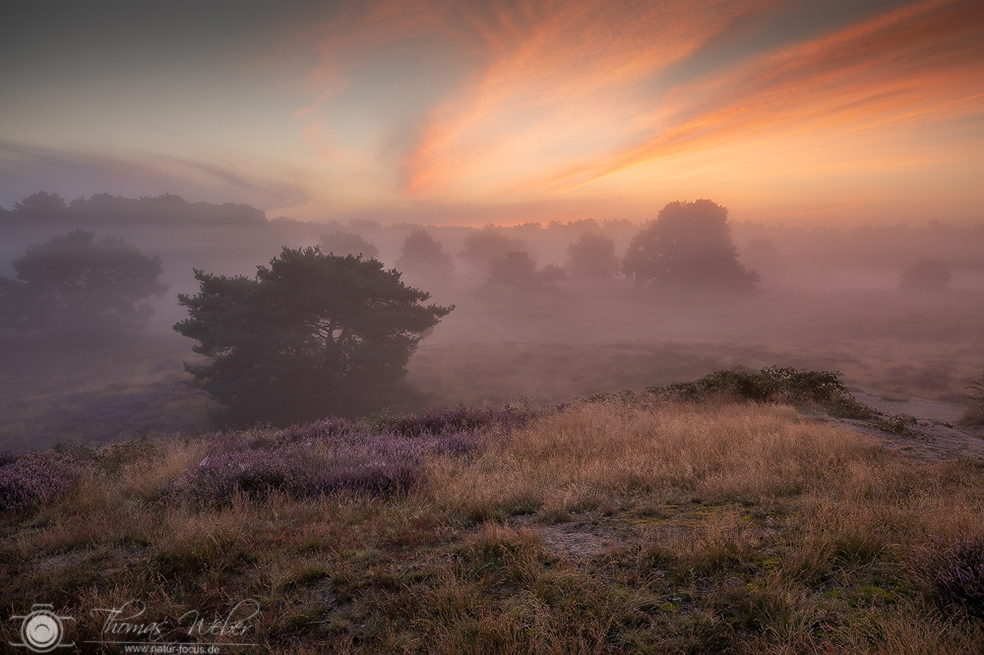 Die Magie der Heide