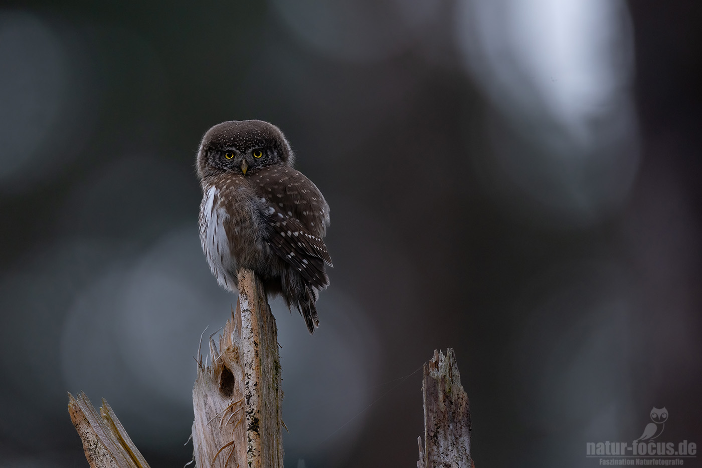 Ein Sperlingskauz sitzt auf den frisch abgebrochenen Baumstumpf einer Tanne im Wald