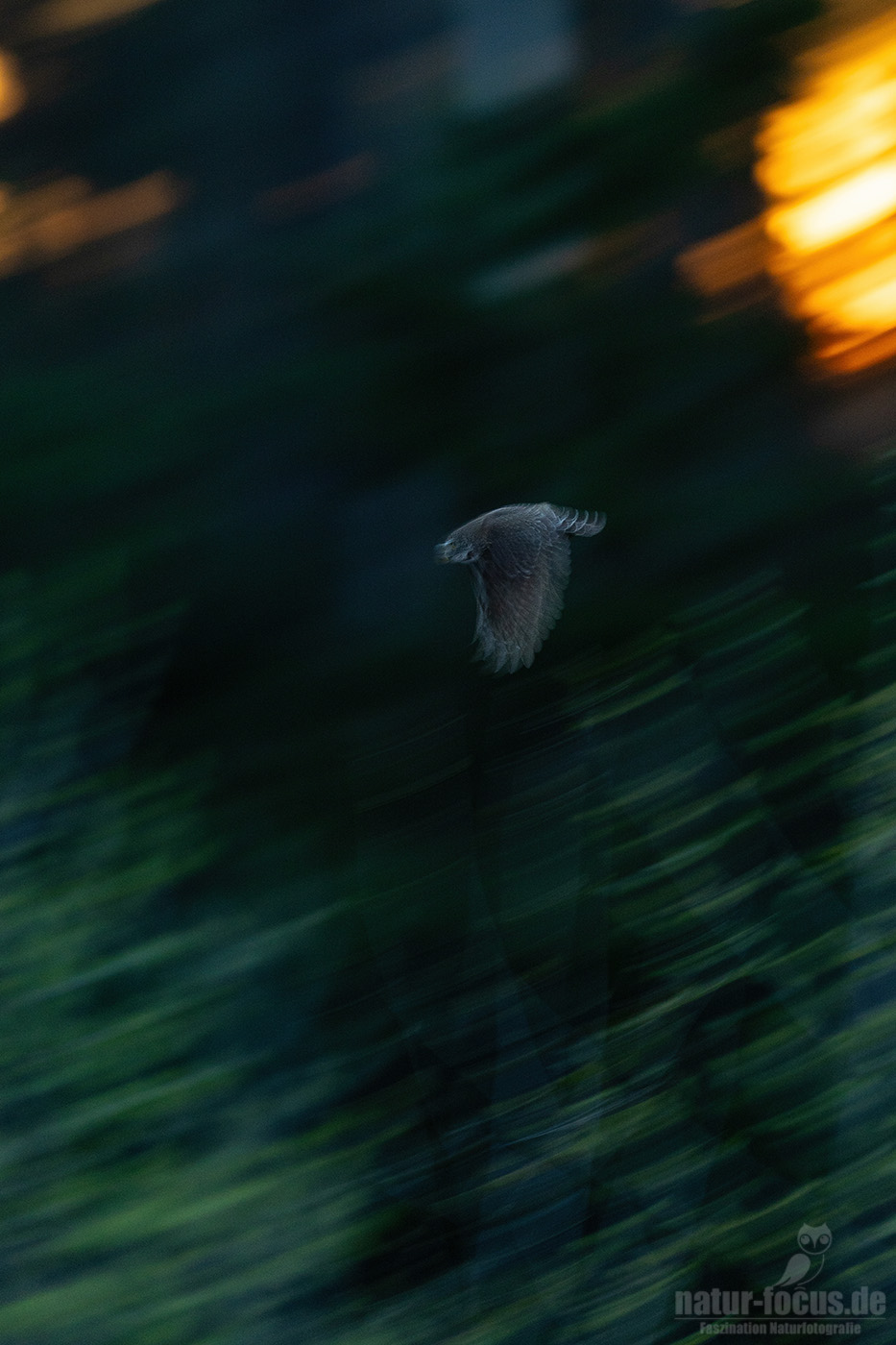 Ein kleiner Sperlingskauz fliegt während der Dämmerung durch den dunklen Fichtenwald